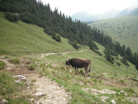Der Blaue Eisenhut enthlt in allen Teilen das Alkaloid Aconitin. Den hchsten Gehalt an Aconitin hat mit bis zu 3% die Wurzel. In den Blttern befinden sich bis zu 1,3% des Alkaloids. Aconitin ist eines der strksten Pflanzengifte. Die tdliche Dosis fr einen Menschen liegt zwischen 1 und 10 mg/kg bei oraler Aufnahme.