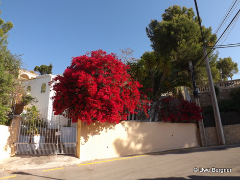 Sa_Bruta_09_06_2016_10