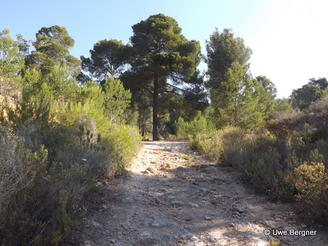 Sa_Bruta_09_06_2016_17