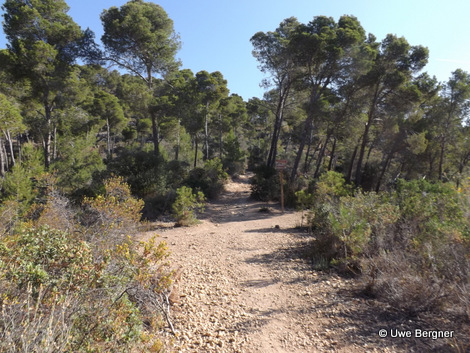 Sa_Bruta_09_06_2016_25