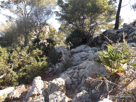 Sa_Bruta_09_06_2016_37