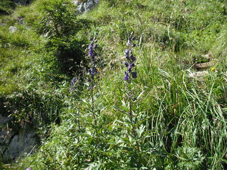 Der Blaue Eisenhut enthlt in allen Teilen das Alkaloid Aconitin. Den hchsten Gehalt an Aconitin hat mit bis zu 3% die Wurzel. In den Blttern befinden sich bis zu 1,3% des Alkaloids. Aconitin ist eines der strksten Pflanzengifte. Die tdliche Dosis fr einen Menschen liegt zwischen 1 und 10 mg/kg bei oraler Aufnahme.