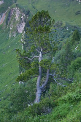 2007_07_16_39_Tannheim_Vilsalpsee